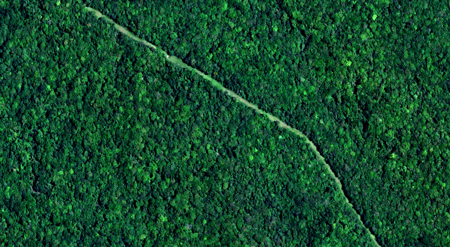A corridor through the forest.