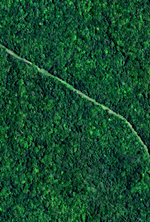 A corridor through the forest.