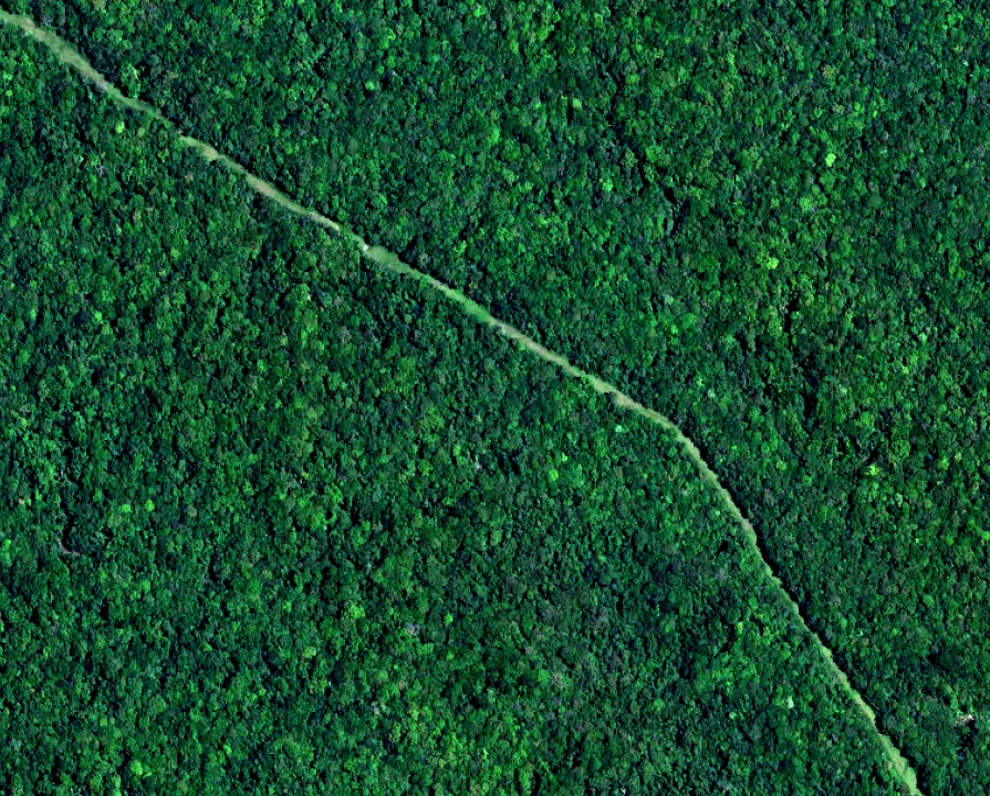 A corridor through the forest.